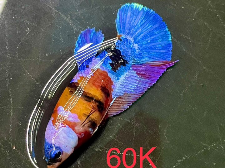 60K MÁI MULTI GIÁP MẶT