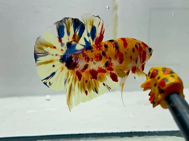 Metalic Muticolor Yellow Beas