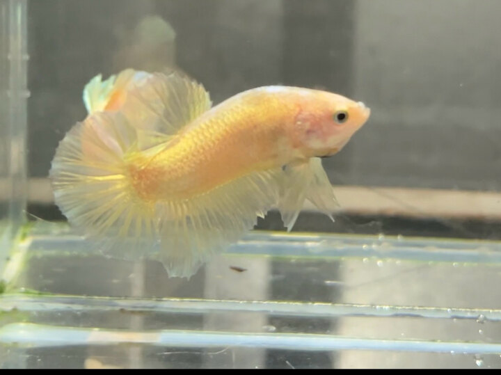 Sỉ lẻ sp gold