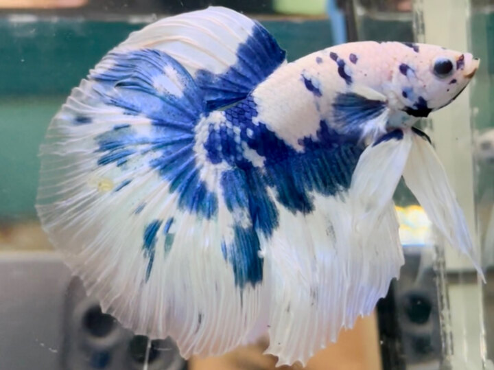 140K MARBLE DOT HALFMOON TƠ