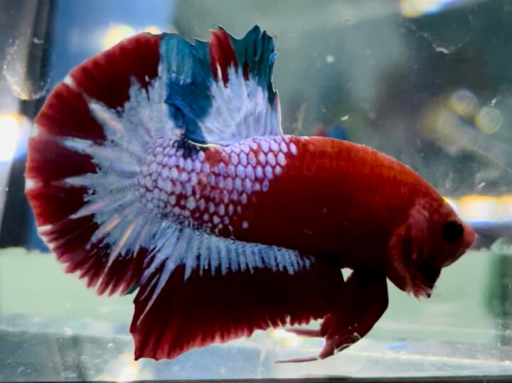 60K RED FANCY