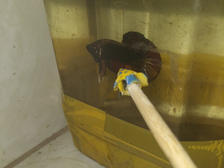 Black nemo