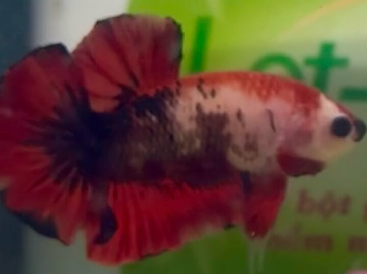 Aoc từ Nemo
