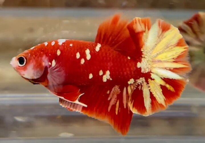 Trống Koi Red CP