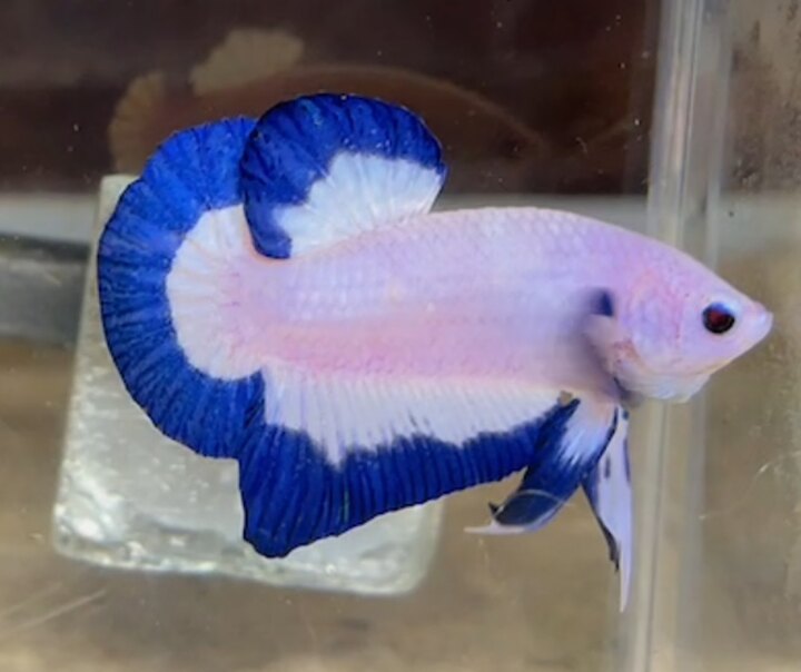 Marble Blue Rim Gen tốt