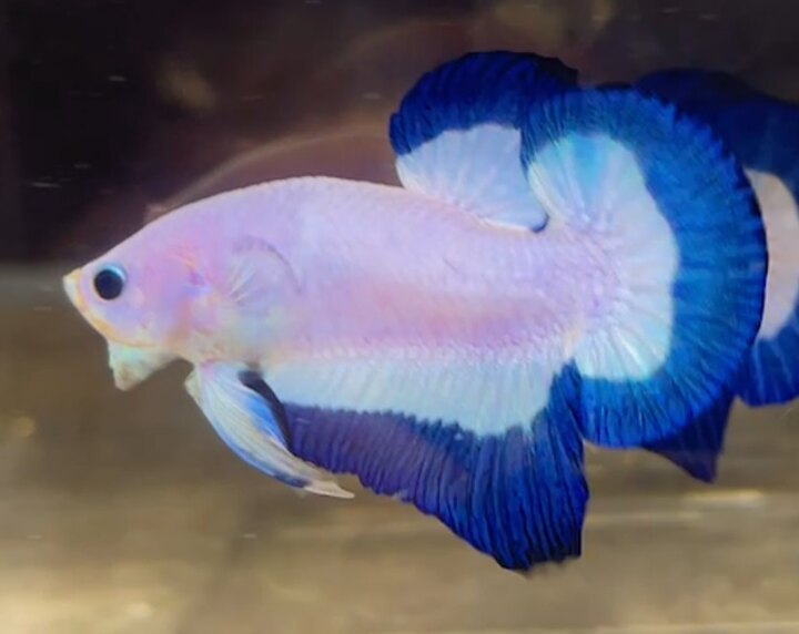 Marble Blue Rim Gen tốt