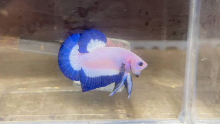 Marble Blue Rim Gen tốt