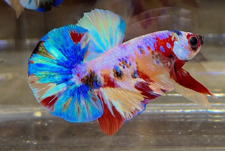 Nemo Multi