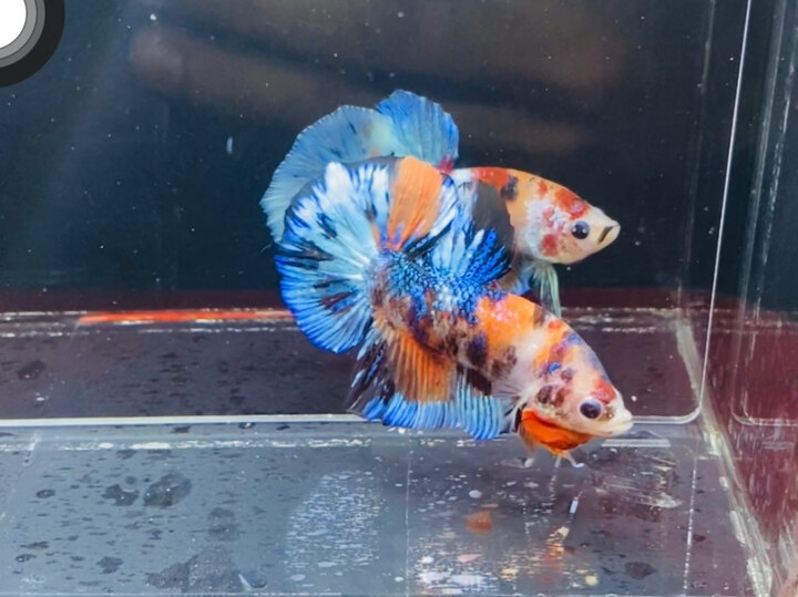 1 trống multicolor metallic