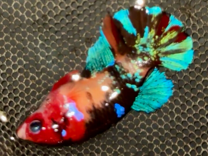 Black Nemo