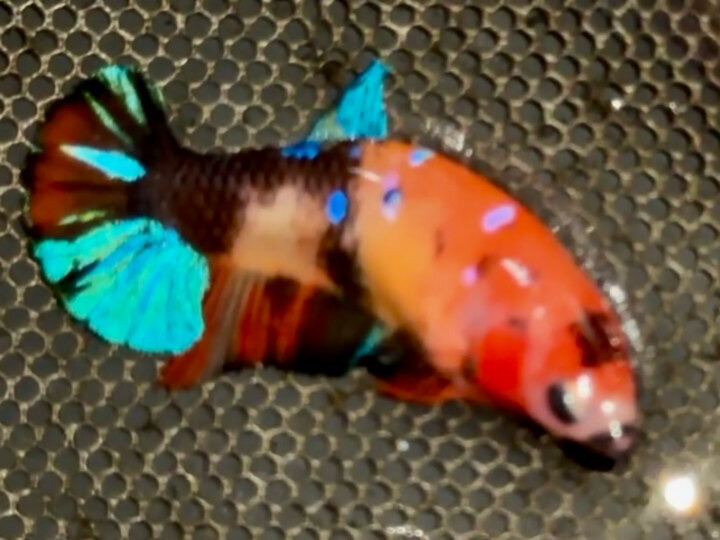 Black Nemo Muti