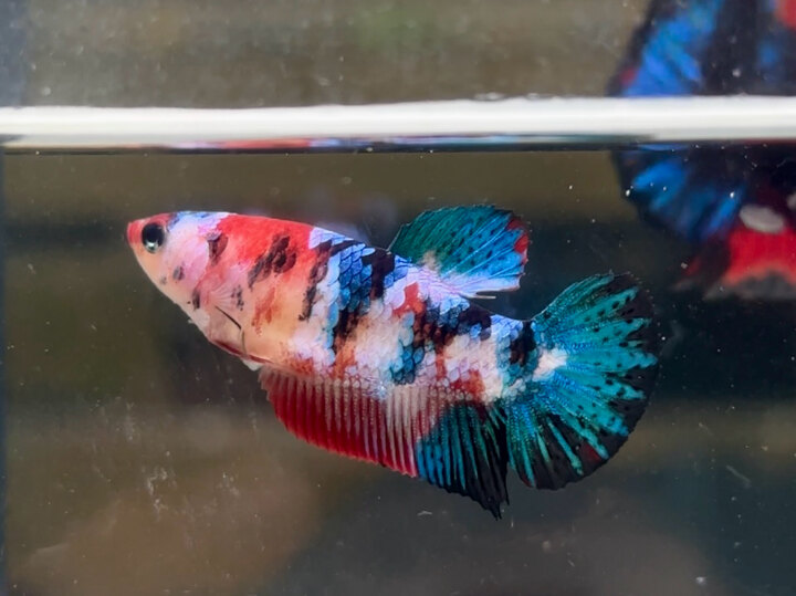 Koi red galaxy