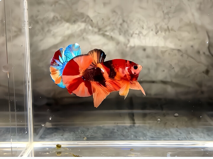 Nemo galaxy