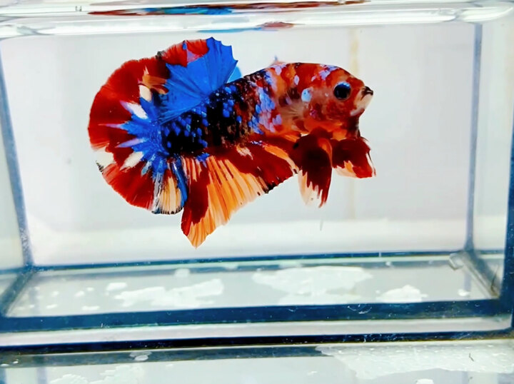 Nemo Black Beas Galaxy Vẩy Nhuyễn Glitter