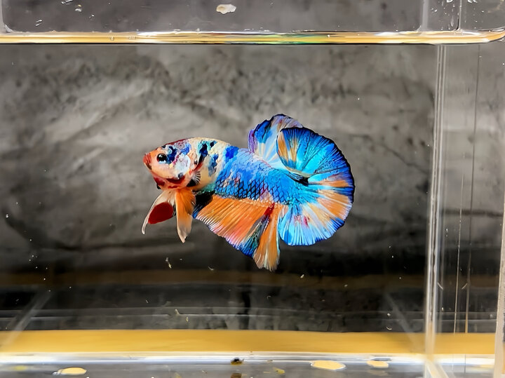 Nemo metalic