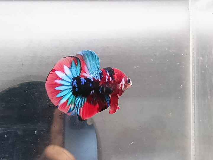 Nemo galaxy