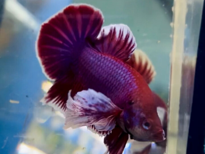 50K DUMBO LAVENDER