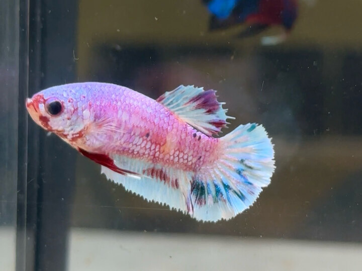 Koi red female
