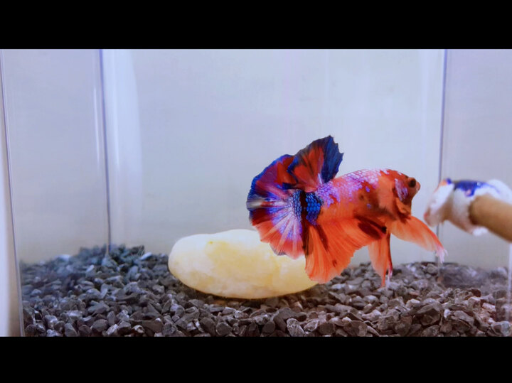 Nemo multi