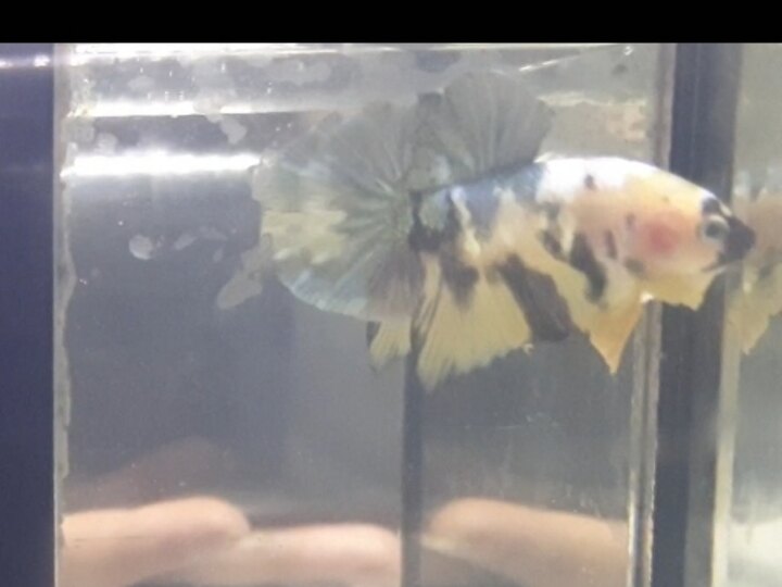 Yellow copper tiger size jr