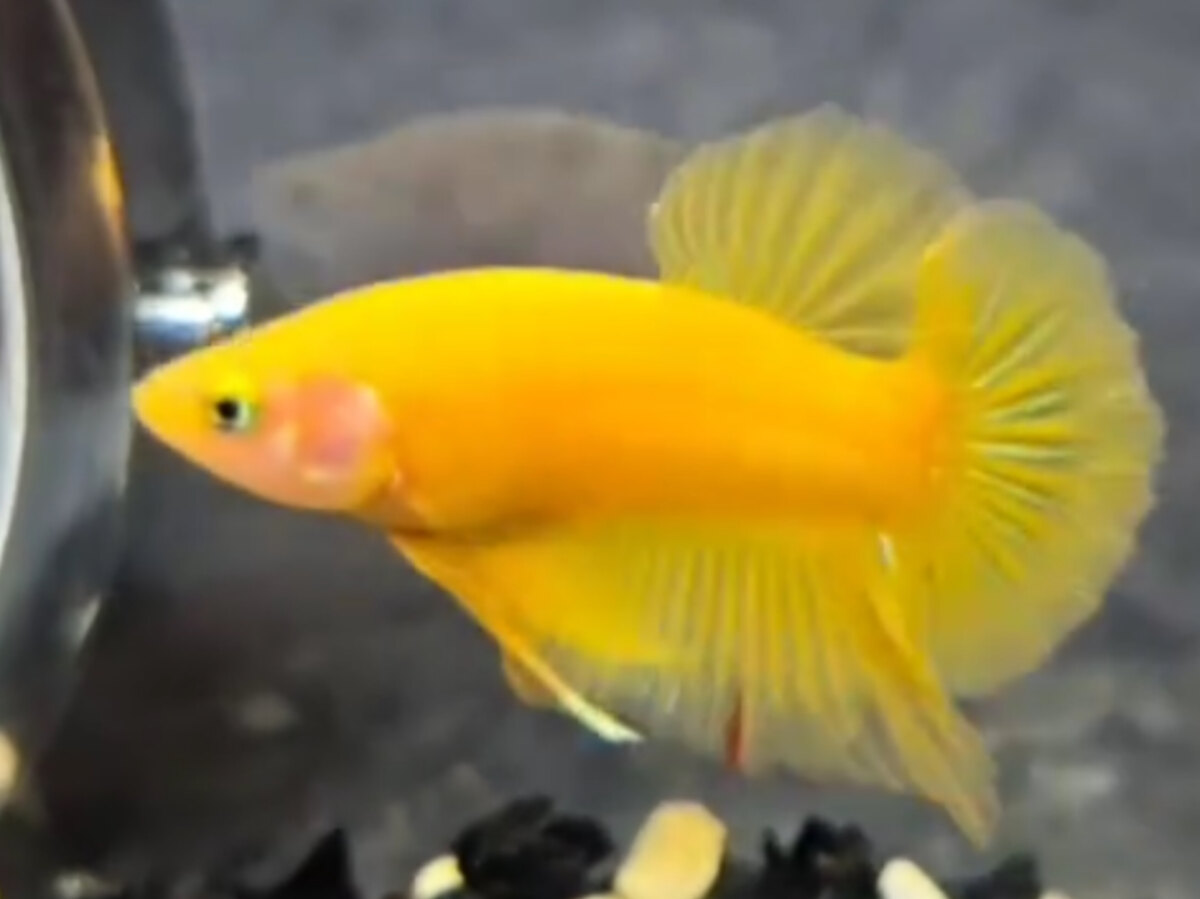 Yellow lạc loài + tặng em mái