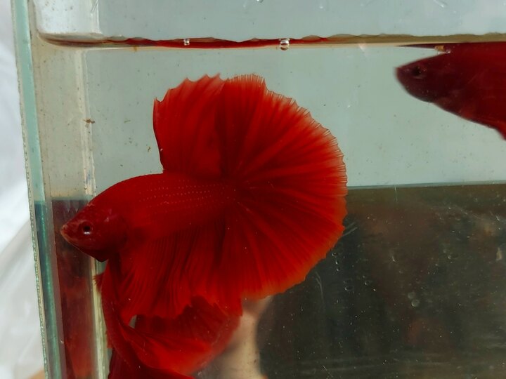 Supper red halfmoon