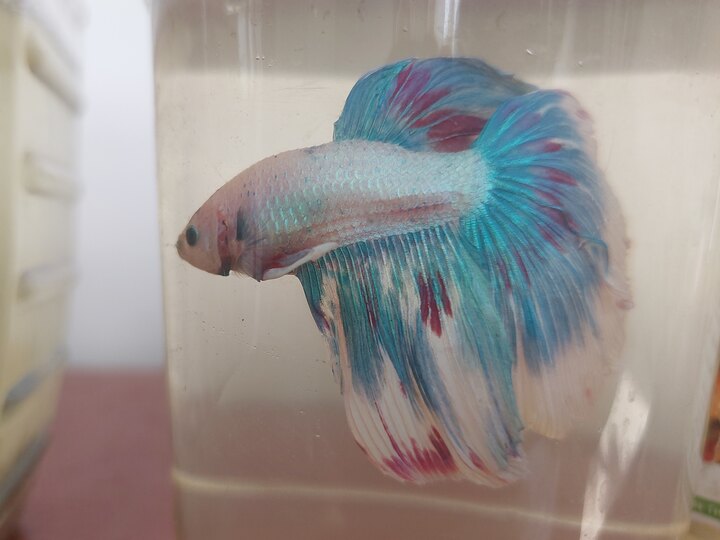 Halfmoon đẹp, đuôi dày.