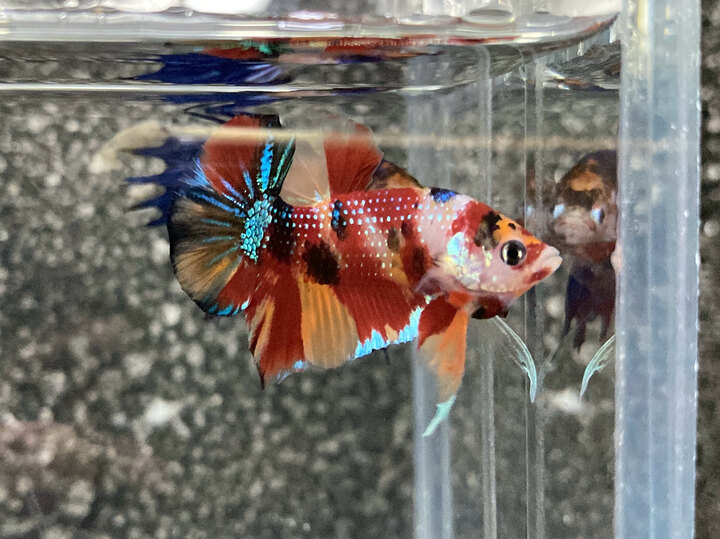 Nemo metallic