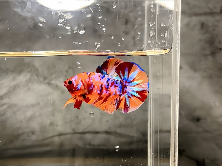 Trống nemo galaxy
