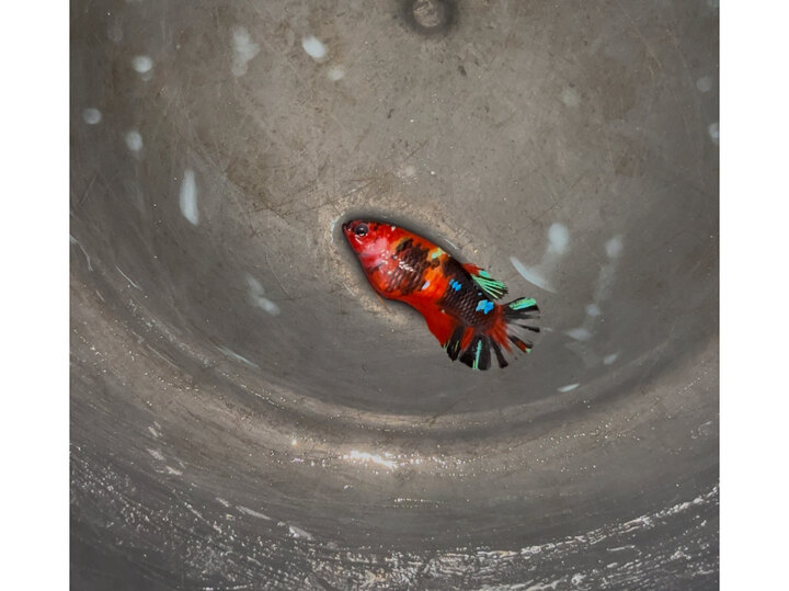 Nemo