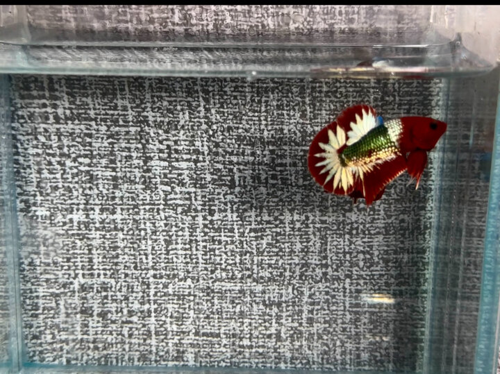 Red fccp