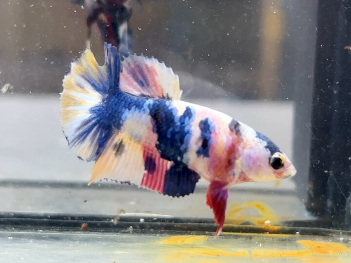 Koi multicolor female