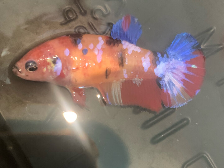 MAI NEMO
