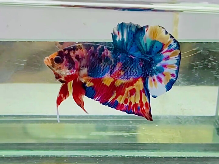 Metalic TiTan Muticolor 💙💜💙