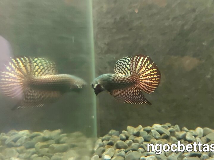 Alien copper