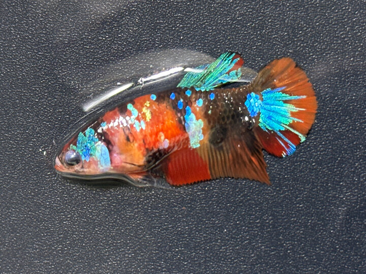 Black nemo female