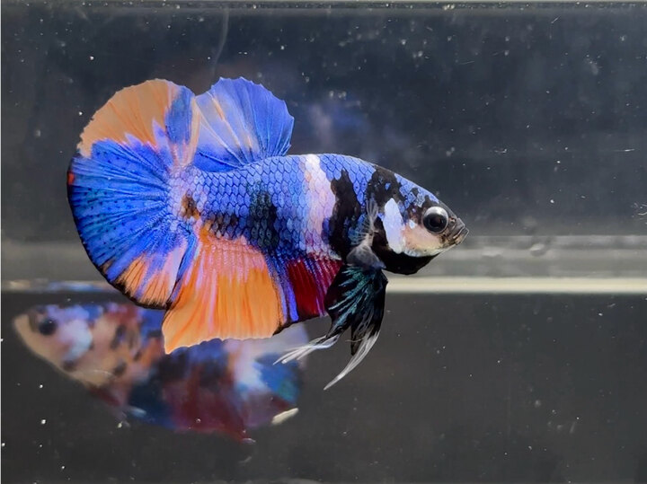 Nemo multicolor