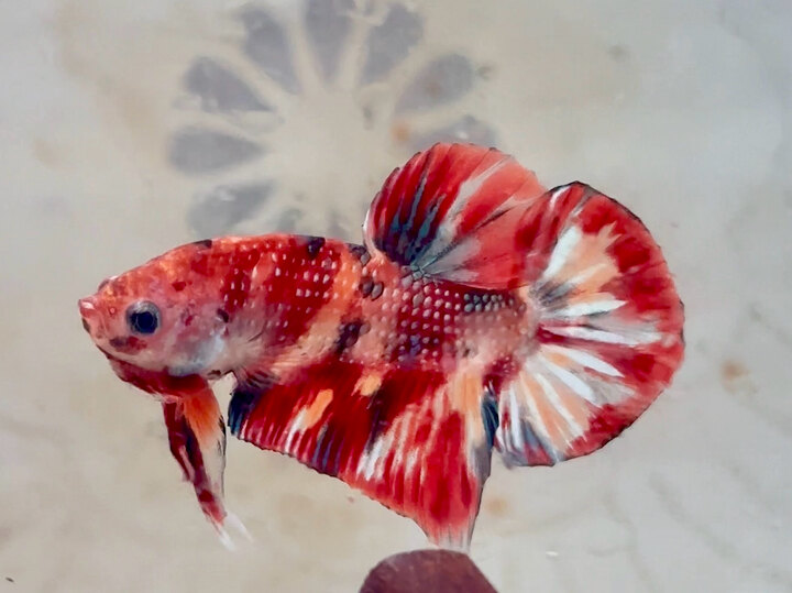 Metalic fine nemo