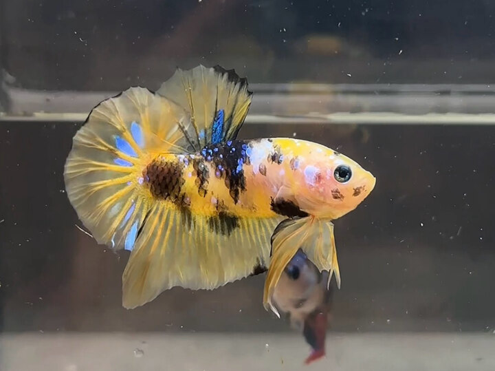 Koi yellow