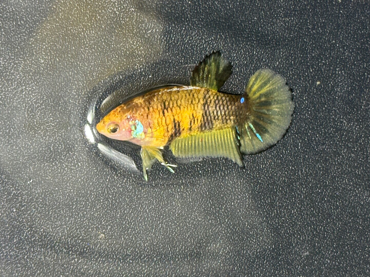 Koi yellow female