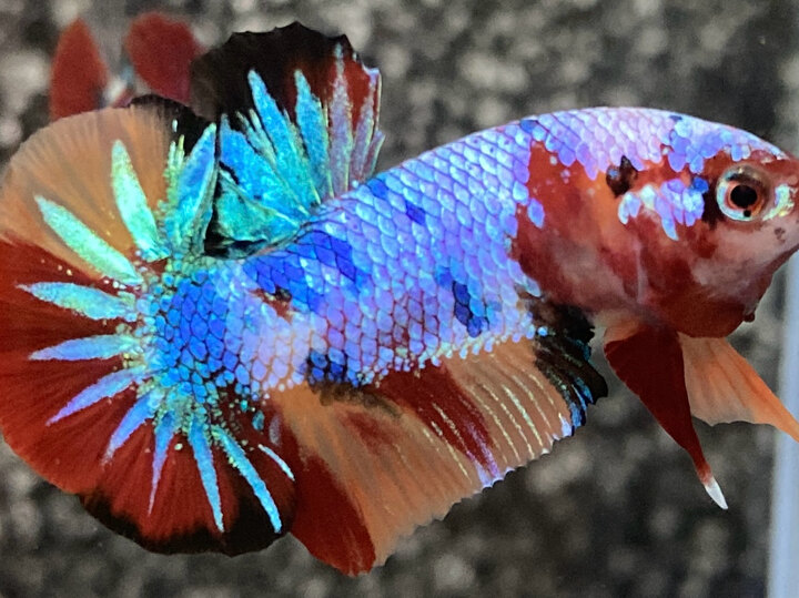 Nemo candy