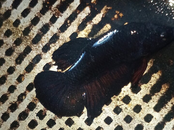 Betta black red