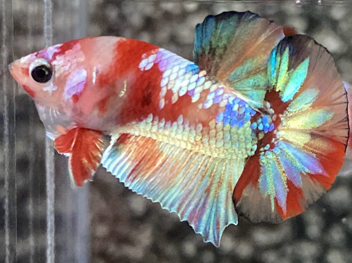 Nemo copper