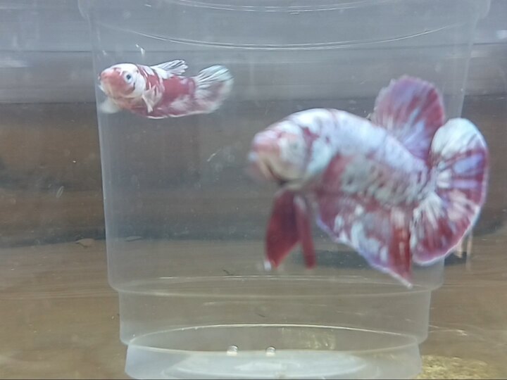 Cặp koi red gold