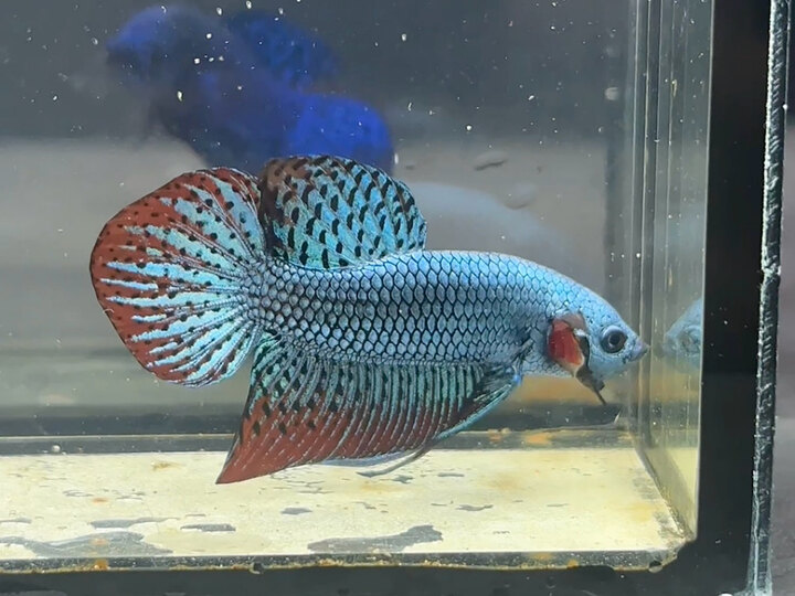 Blue steel alien
