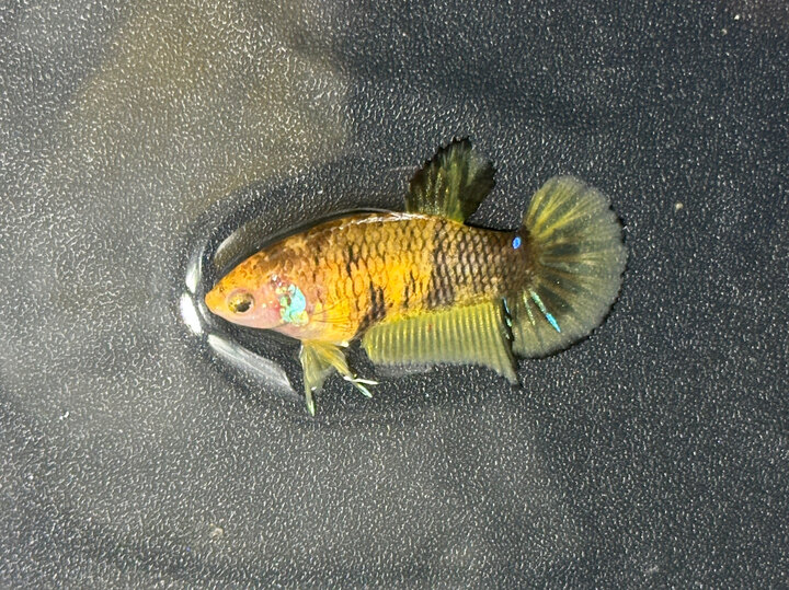 Koi yellow