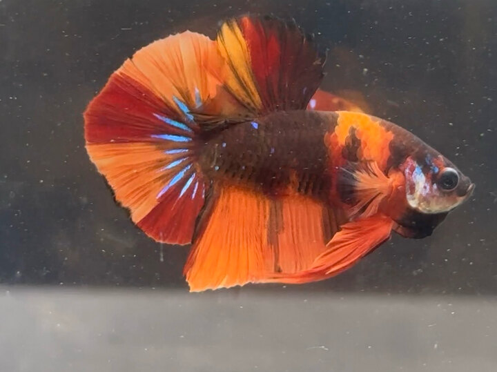 Nemo classic