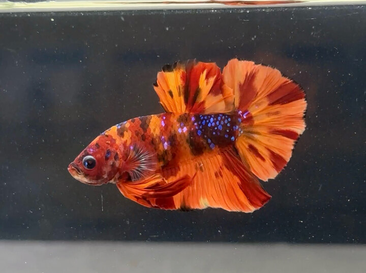 Nemo classic