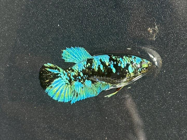 Black blue female