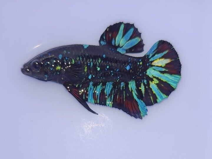 black blue glx ship 30k toàn quốc